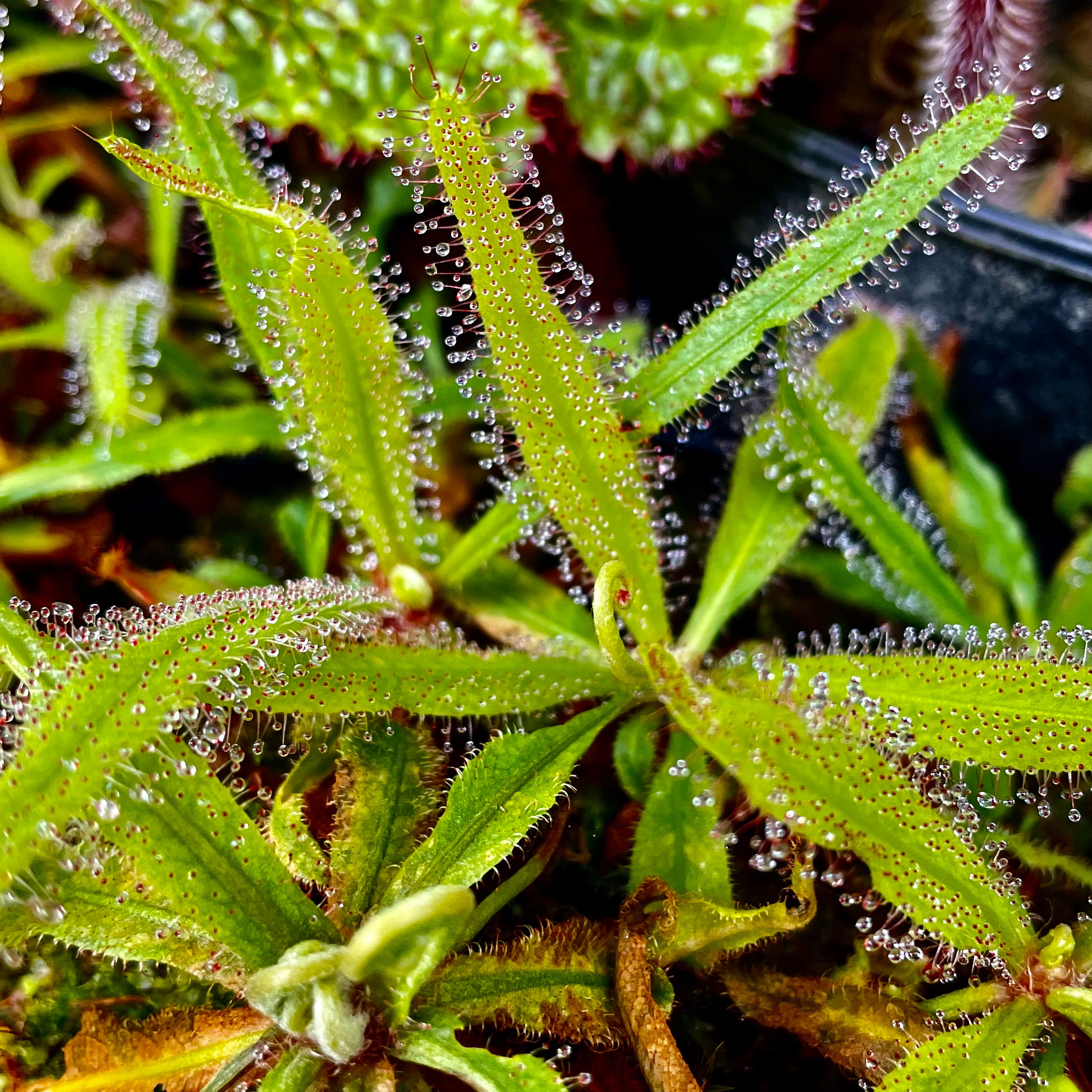 Drosera adelae - Australia