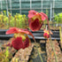 Sarracenia rubra subsp. gulfensis – Red Form, Turkey Hen Creek, Crestivew, Okaloosa Co., Florida Florida