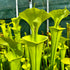 Sarracenia flava var. flava – Boardwalk Site, Green Swamp, North Carolina