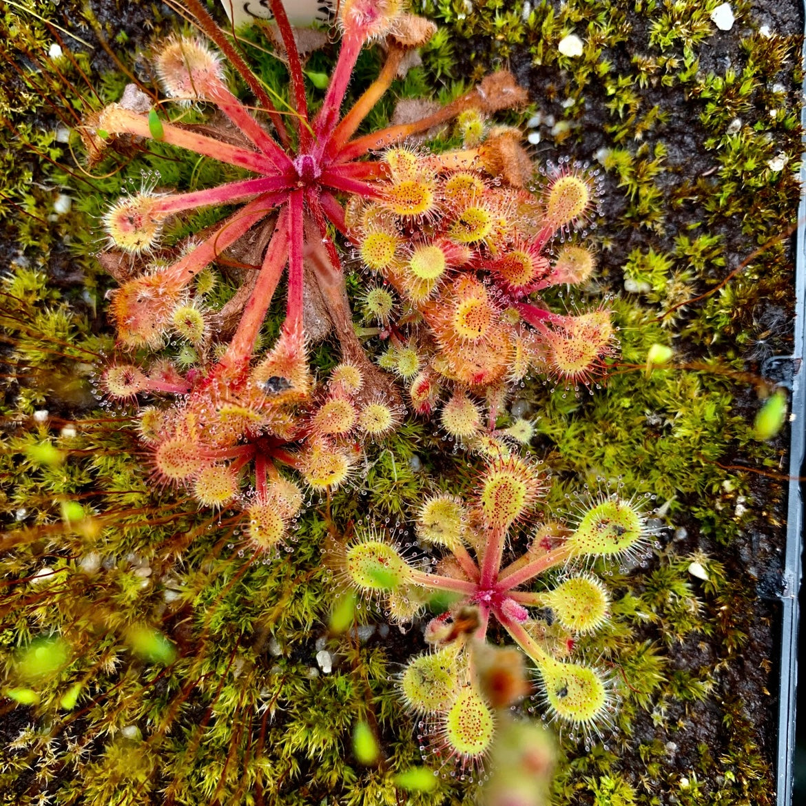 Drosera collinsiae - Usutu River, Swaziland