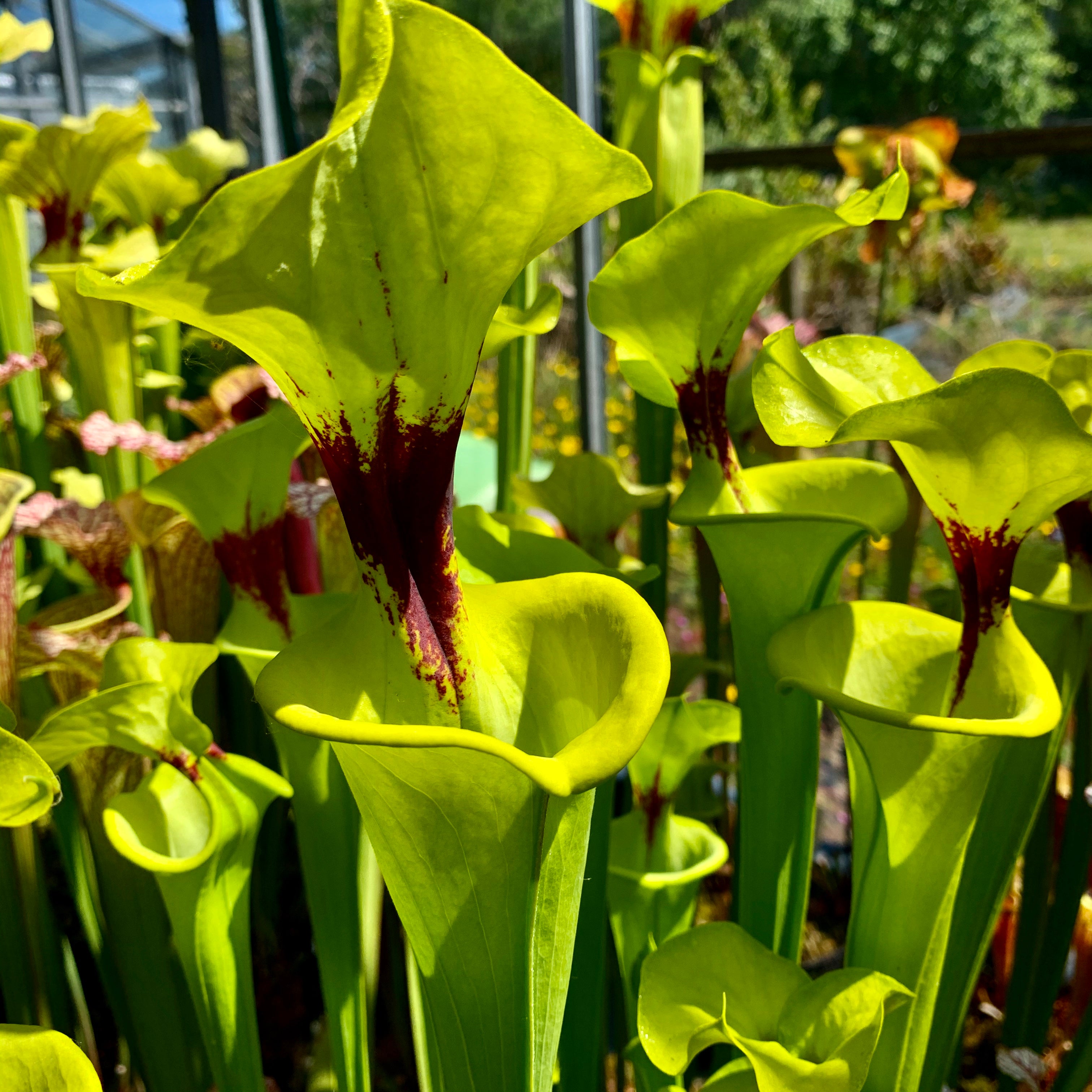 Sarracenia flava var rugelii - Very Tall