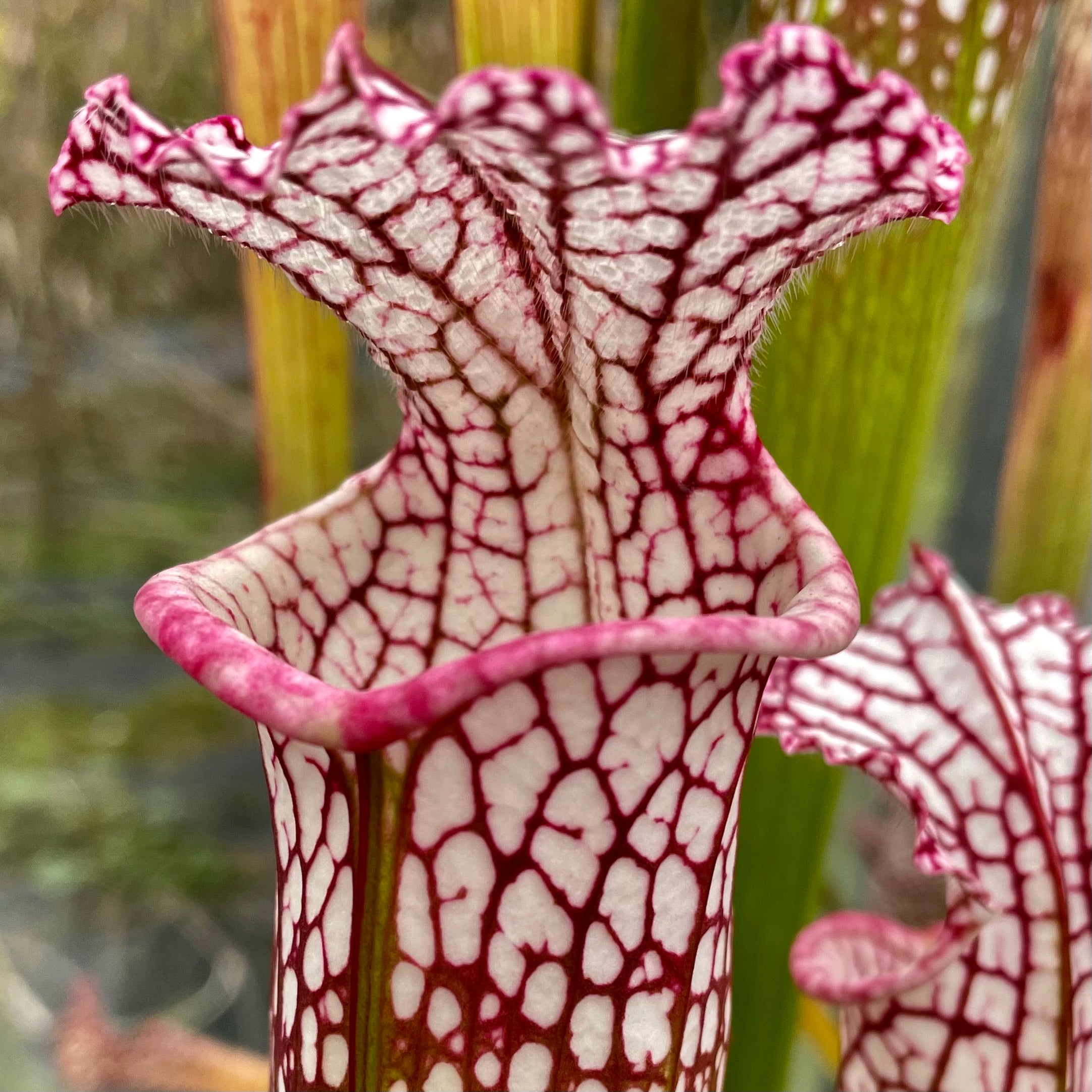 Sarracenia leucophylla var. leucophylla - Pink Lip, Apalachicola, Franklin Co., Florida