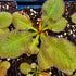 Drosera cv. 'Andromeda'