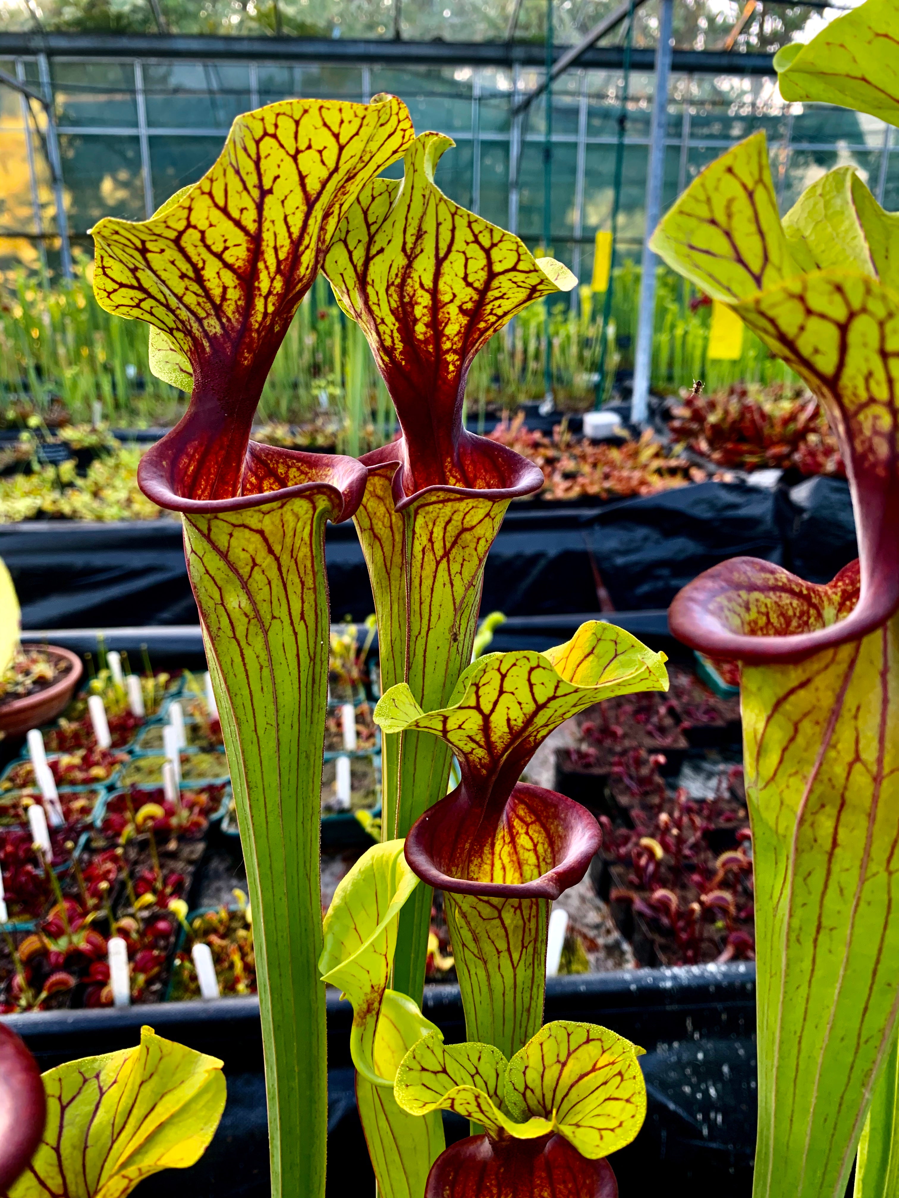 Sarracenia flava var. ornata - Apalachicola, Franklin Co., Florida (F88)