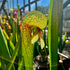 Darlingtonia californica - The Cobra Lily