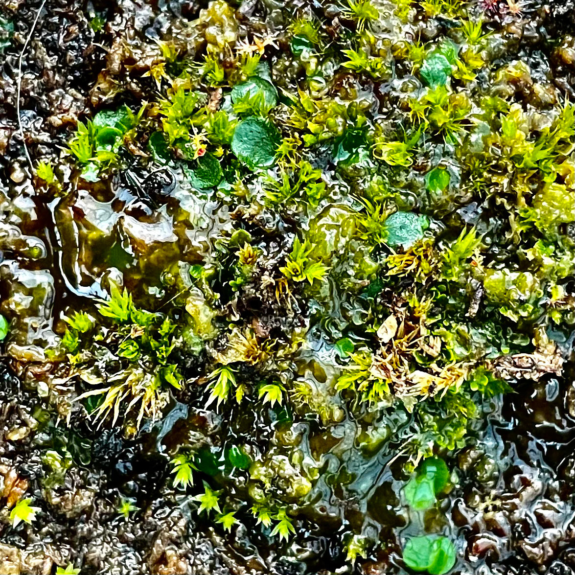 Utricularia pubescens