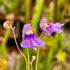 Utricularia tricolor - Brazil