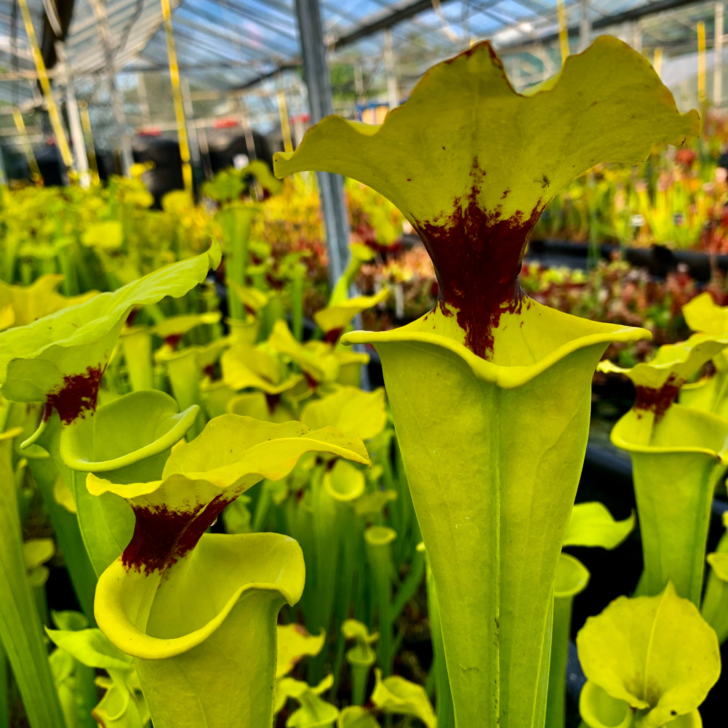 Sarracenia flava var rugelii - Milton, Santa Rosa Co., Florida