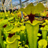 Sarracenia flava var rugelii - Milton, Santa Rosa Co., Florida