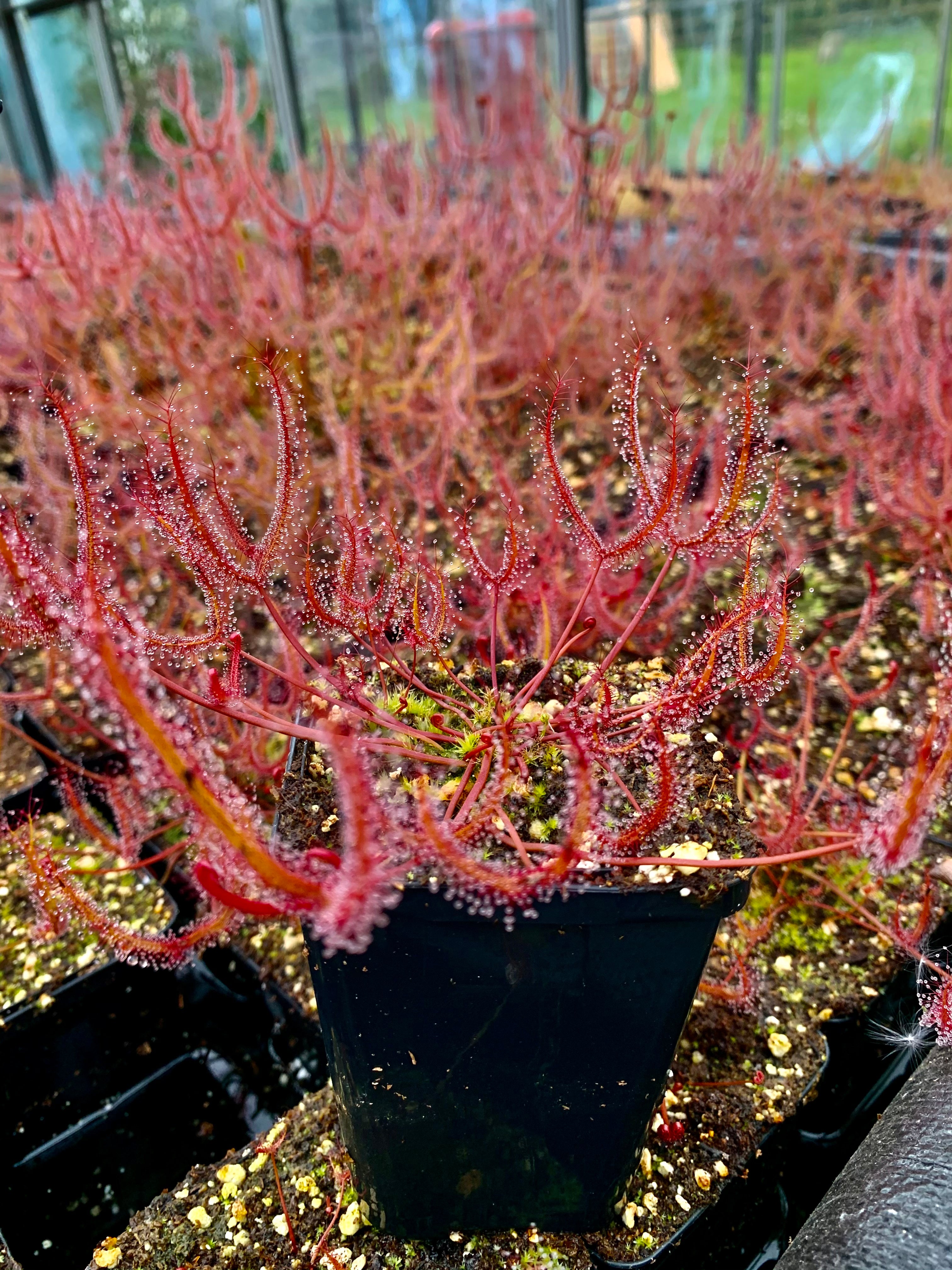 Drosera binata - Mount Ruapehu, NZ DBI-17