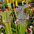 Sarracenia leucophylla var. leucophylla - Pubescent, Perdido, Baldwin Co., Alabama