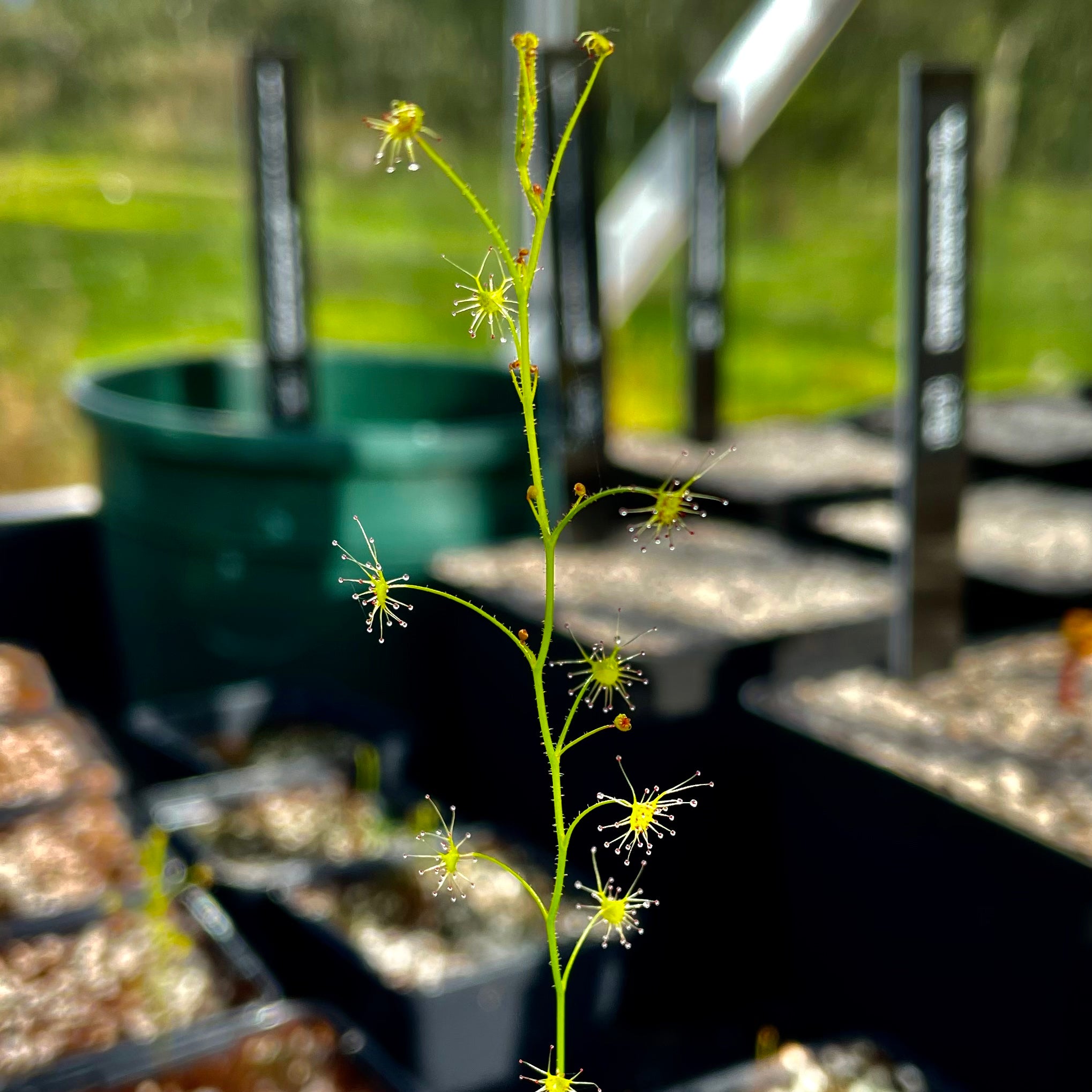 Drosera modesta