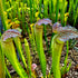 Sarracenia x excellens - minor x leucophylla