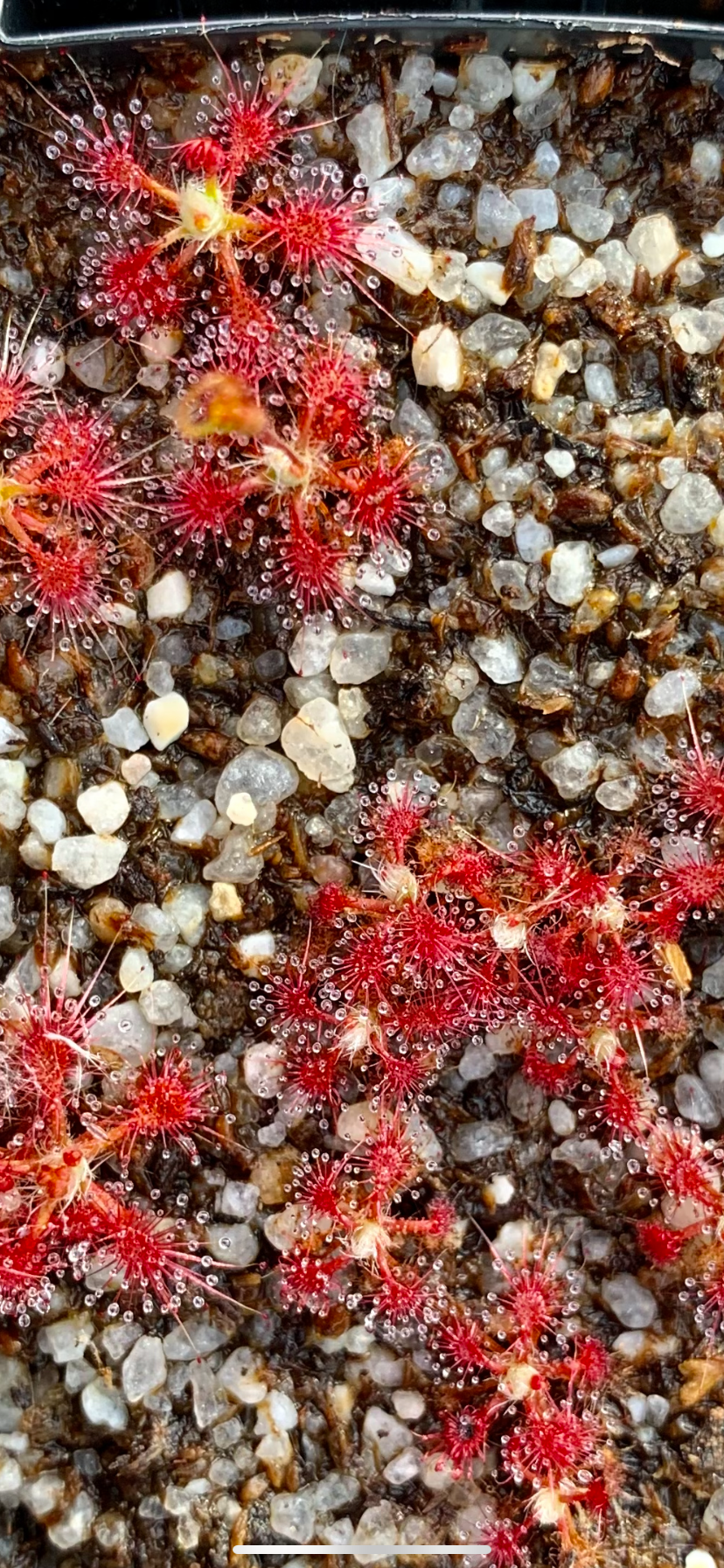 Drosera allantostigma