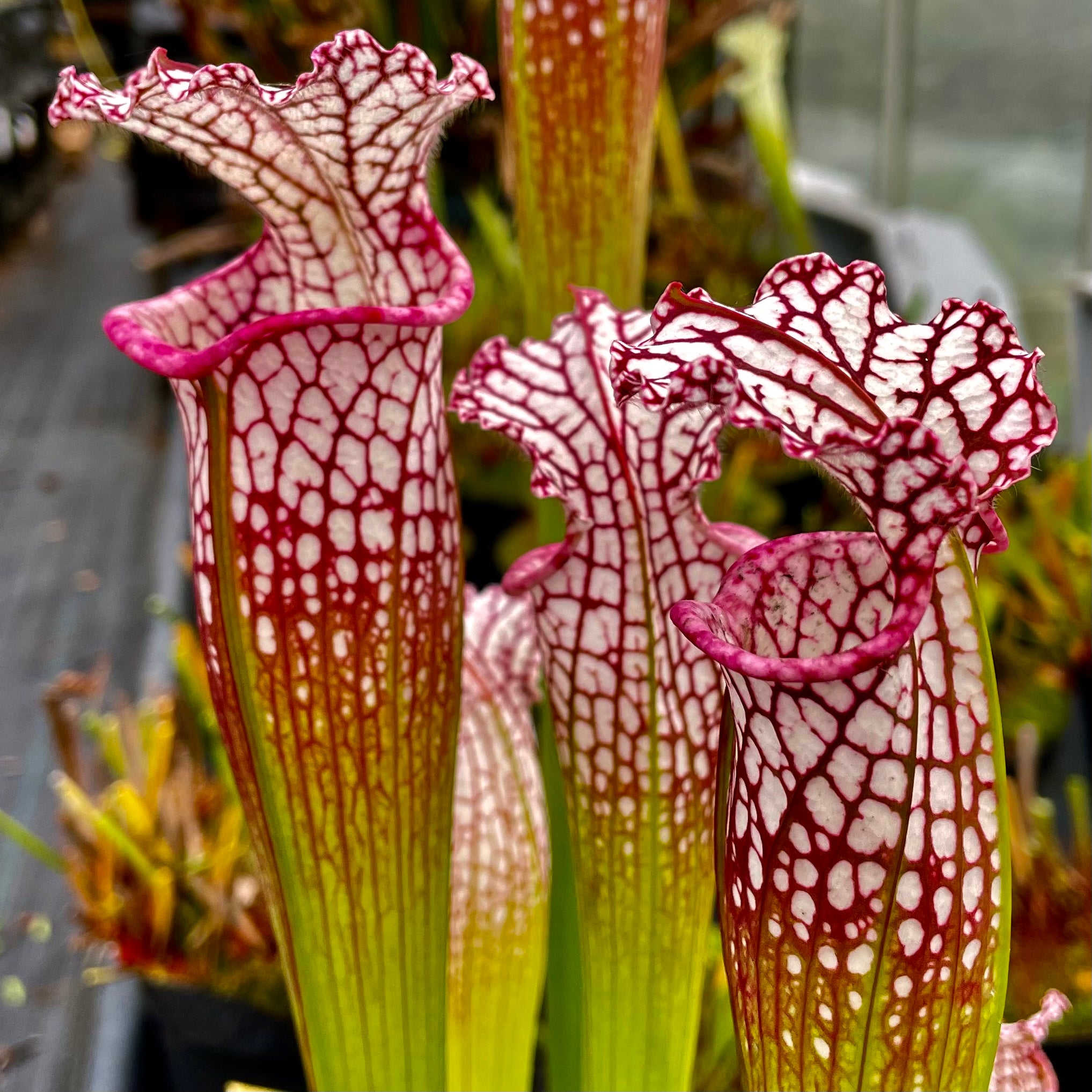 Sarracenia leucophylla var. leucophylla - Pink Lip, Apalachicola, Franklin Co., Florida