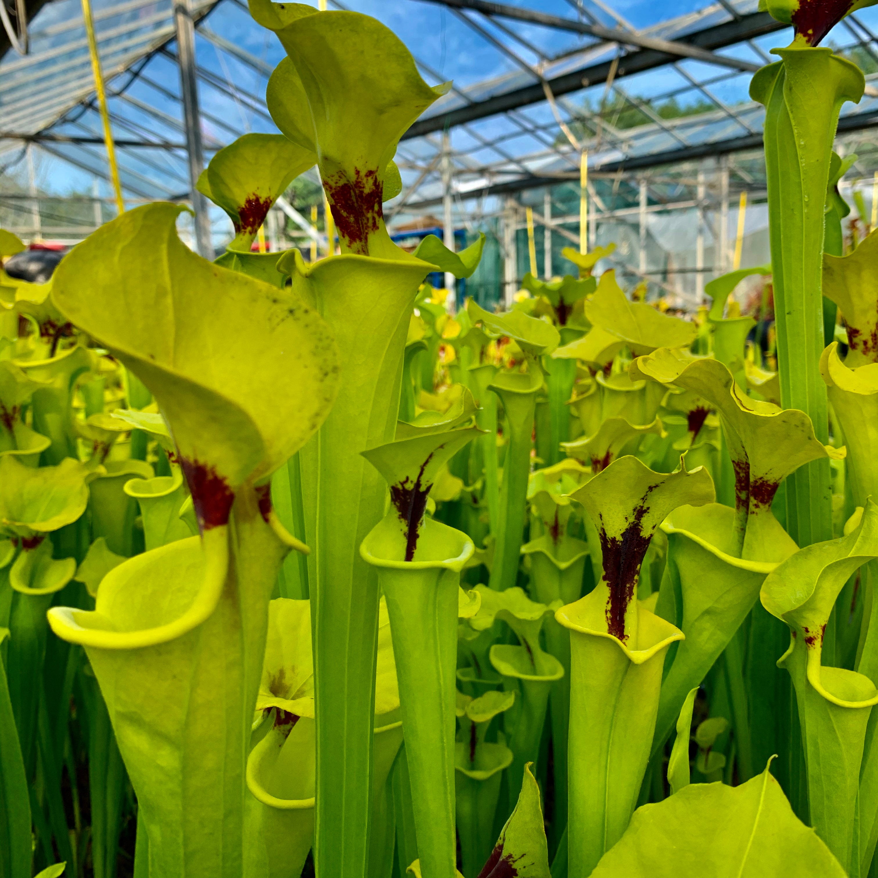 Sarracenia flava var. rugelii – Sandy Creek Road, Bay Co., Florida