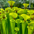 Sarracenia flava cv. ‘Maxima’ – Giant clone to 3 feet in height