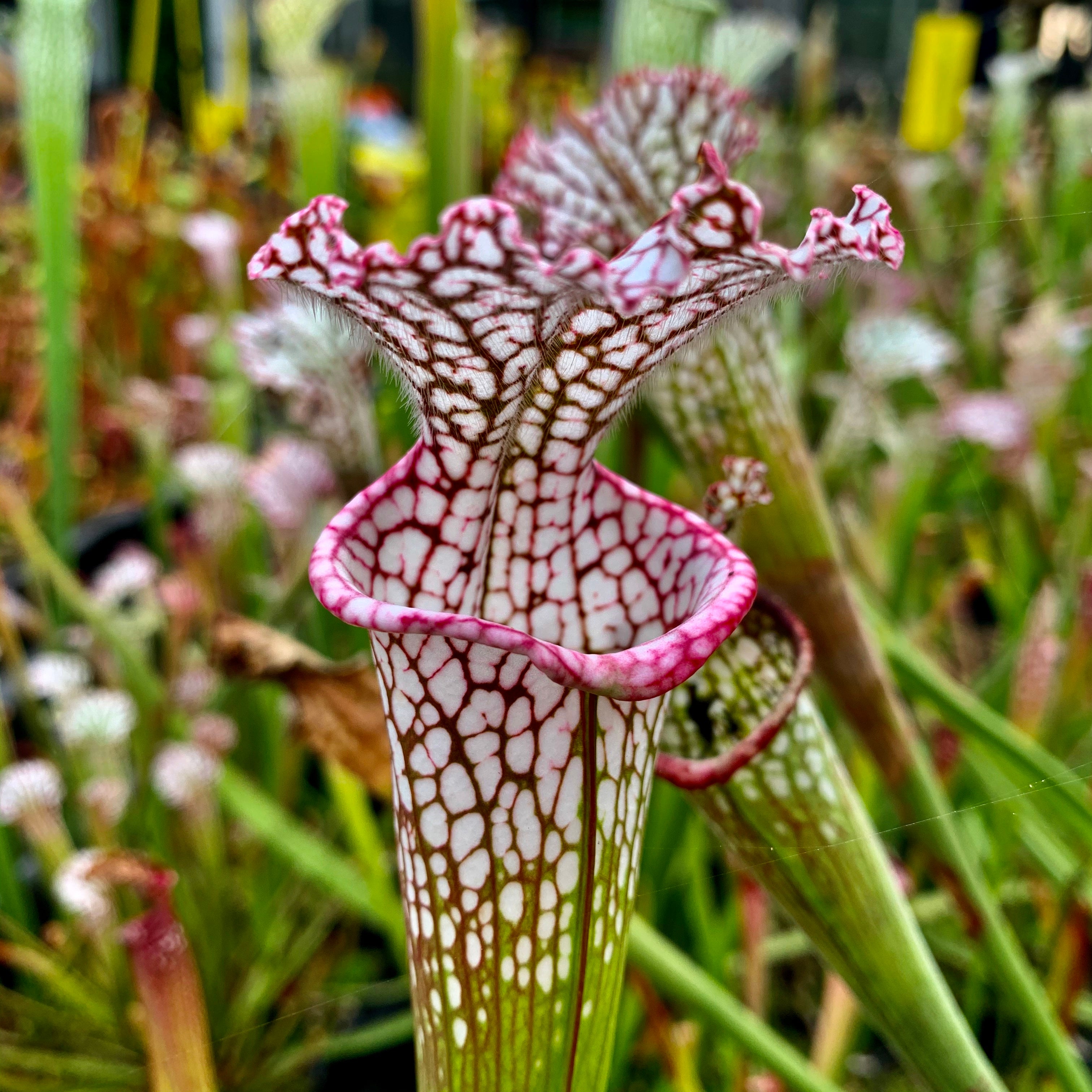 Sarracenia leucophylla var. leucophylla - Pink Lip, Franklin County, Florida