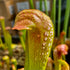 Sarracenia cv. 'Judy'