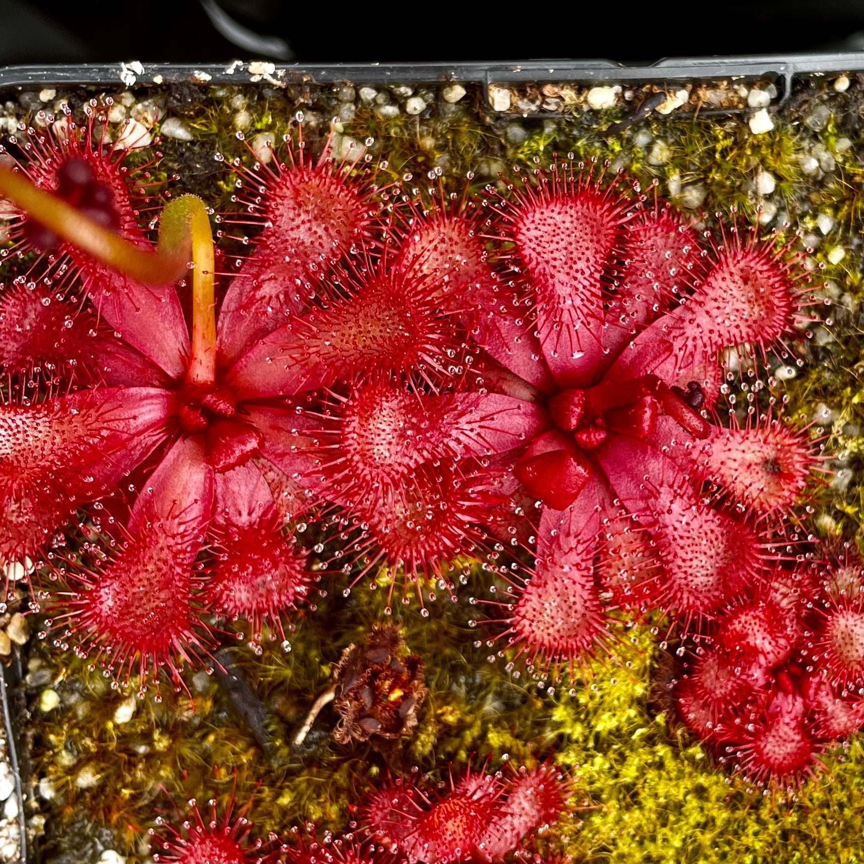 Drosera slackii - Fernkloof, South Africa