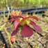 Sarracenia rubra subsp. alabamensis - Tall, Slender