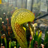 Darlingtonia californica - The Cobra Lily