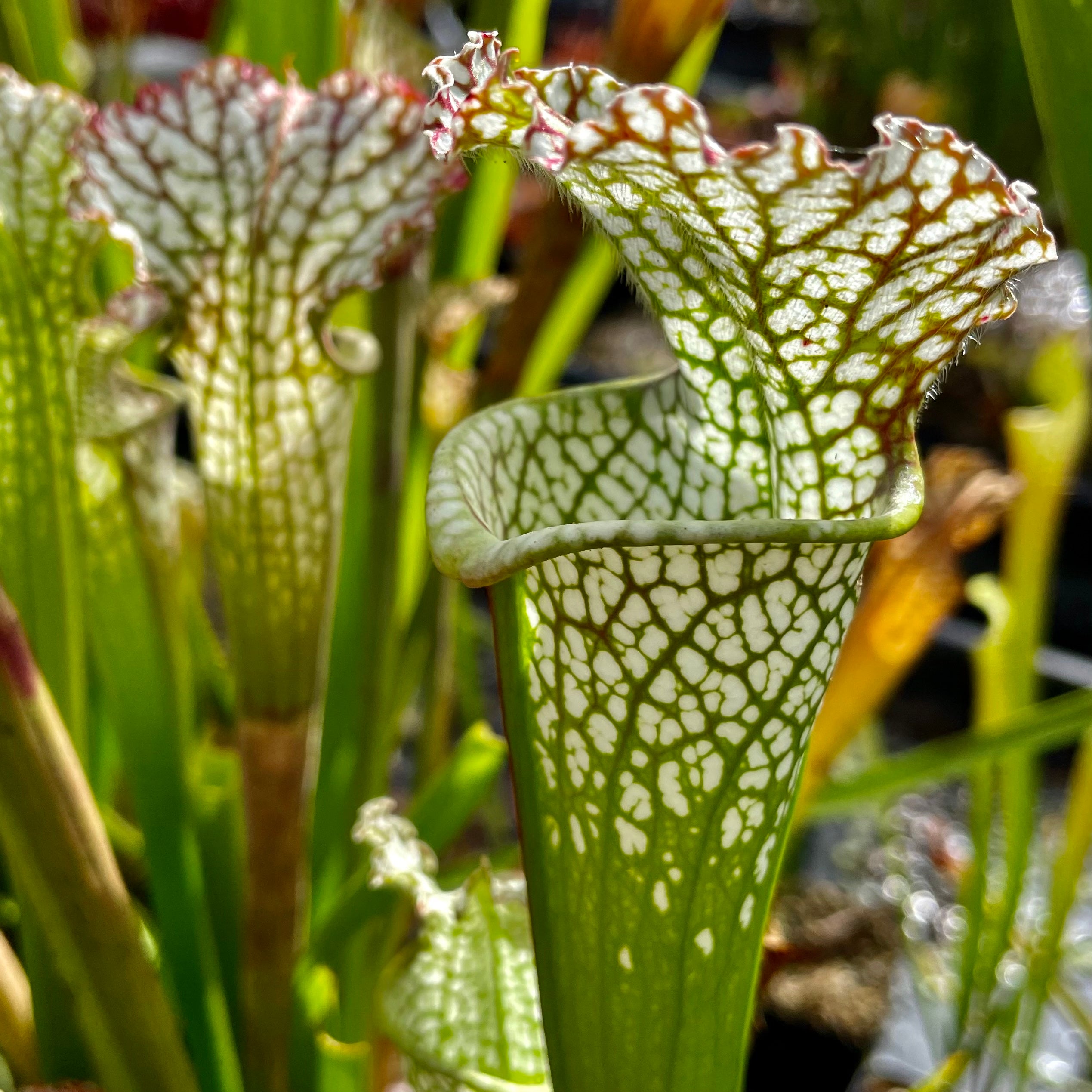 Sarracenia leucophylla var. leucophylla - Gas Station Site, Perdido, Baldwin Co., Alabama