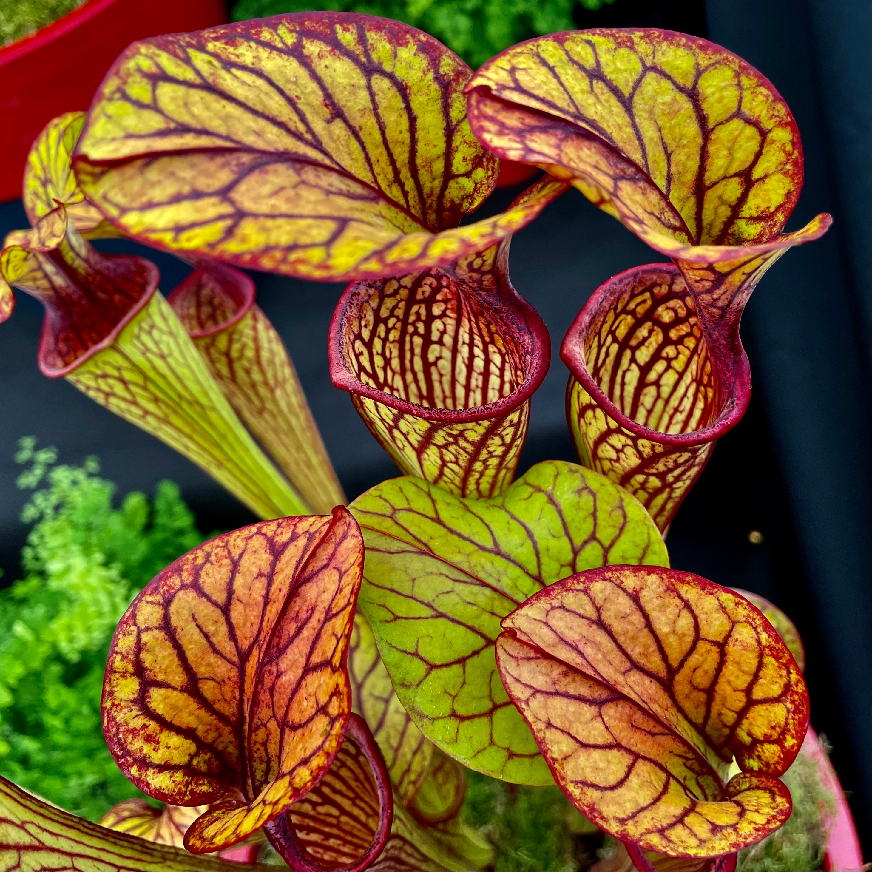 Sarracenia oreophila var. ornata - Sand Mountain, Georgia