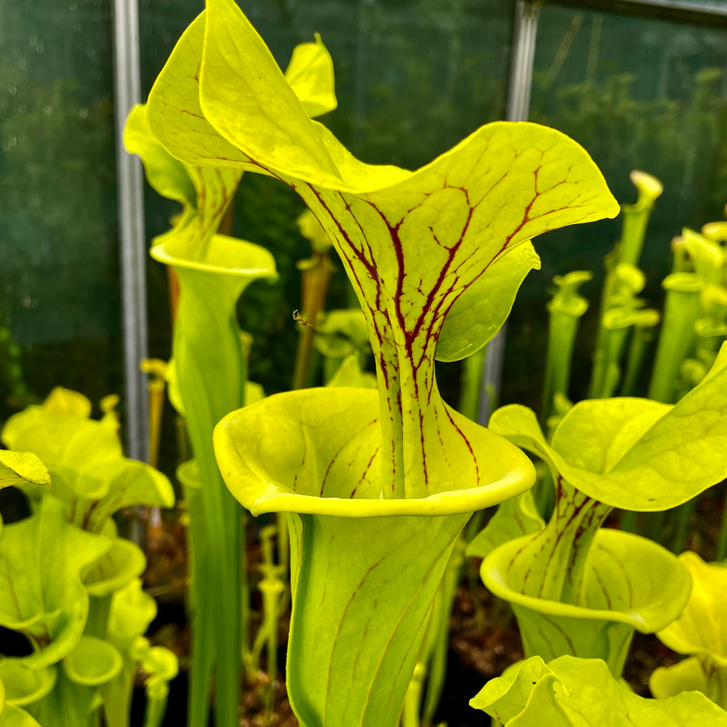 Sarracenia flava var flava - Shands Bog, Dinwiddie Co., Virginia