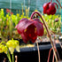 Sarracenia psittacina var. okefenokeensis - Okeefenokee Swamp, Georgia