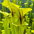 Sarracenia flava var. flava – The Yellow Trumpet