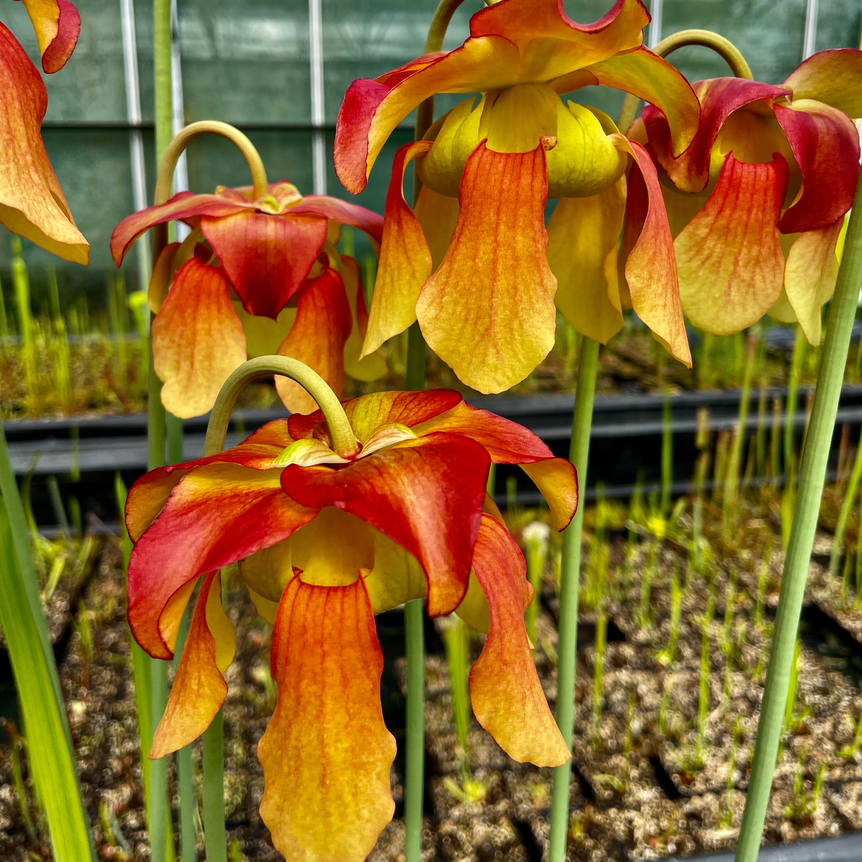 Sarracenia cv. 'Leviathan'