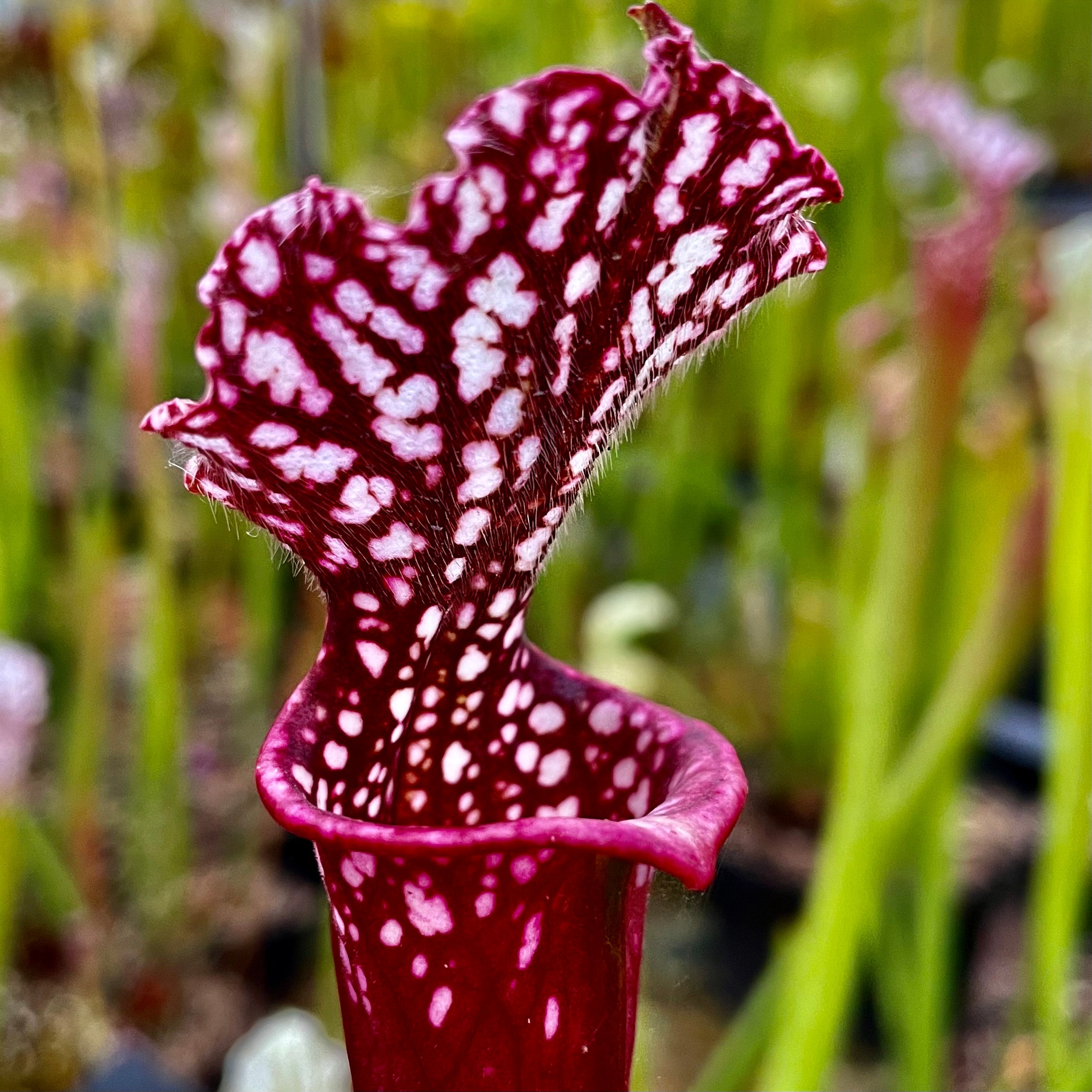 Sarracenia leucophylla var. leucophylla - cv. ‘Hot Pink’