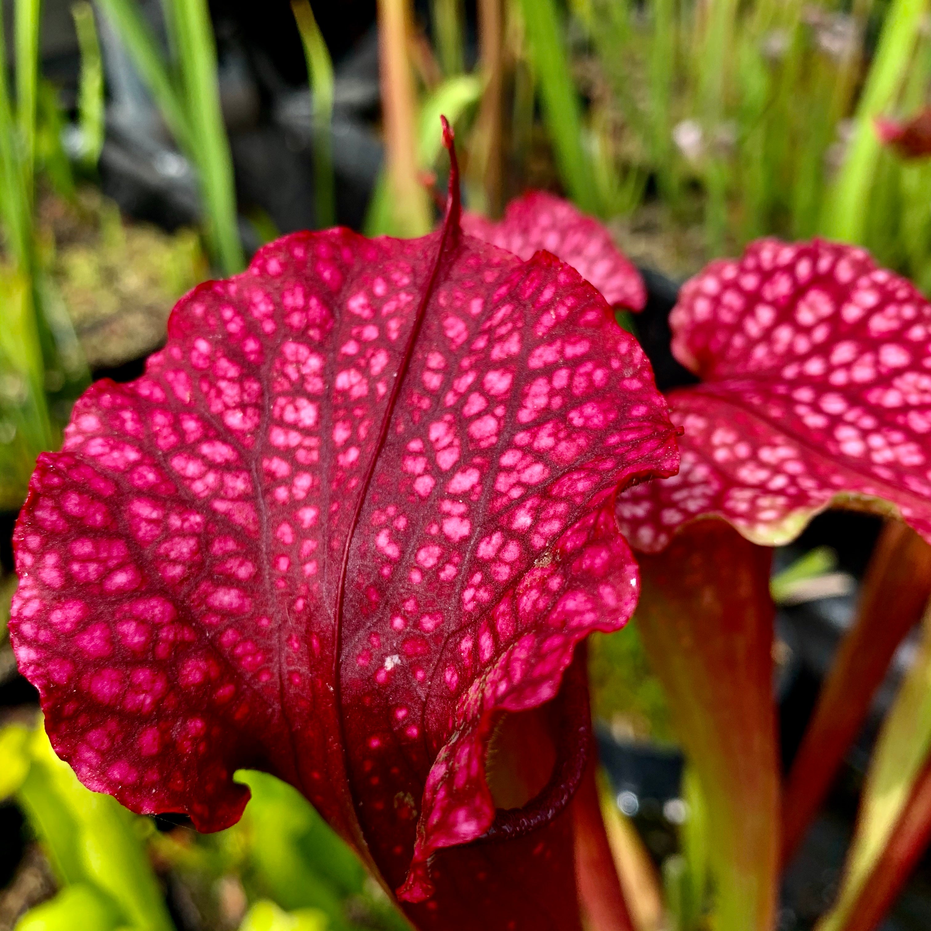 Sarracenia x moorei cv. ‘Max Rawlings’