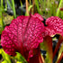 Sarracenia x moorei cv. ‘Max Rawlings’