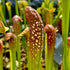 Sarracenia cv. 'Judy'