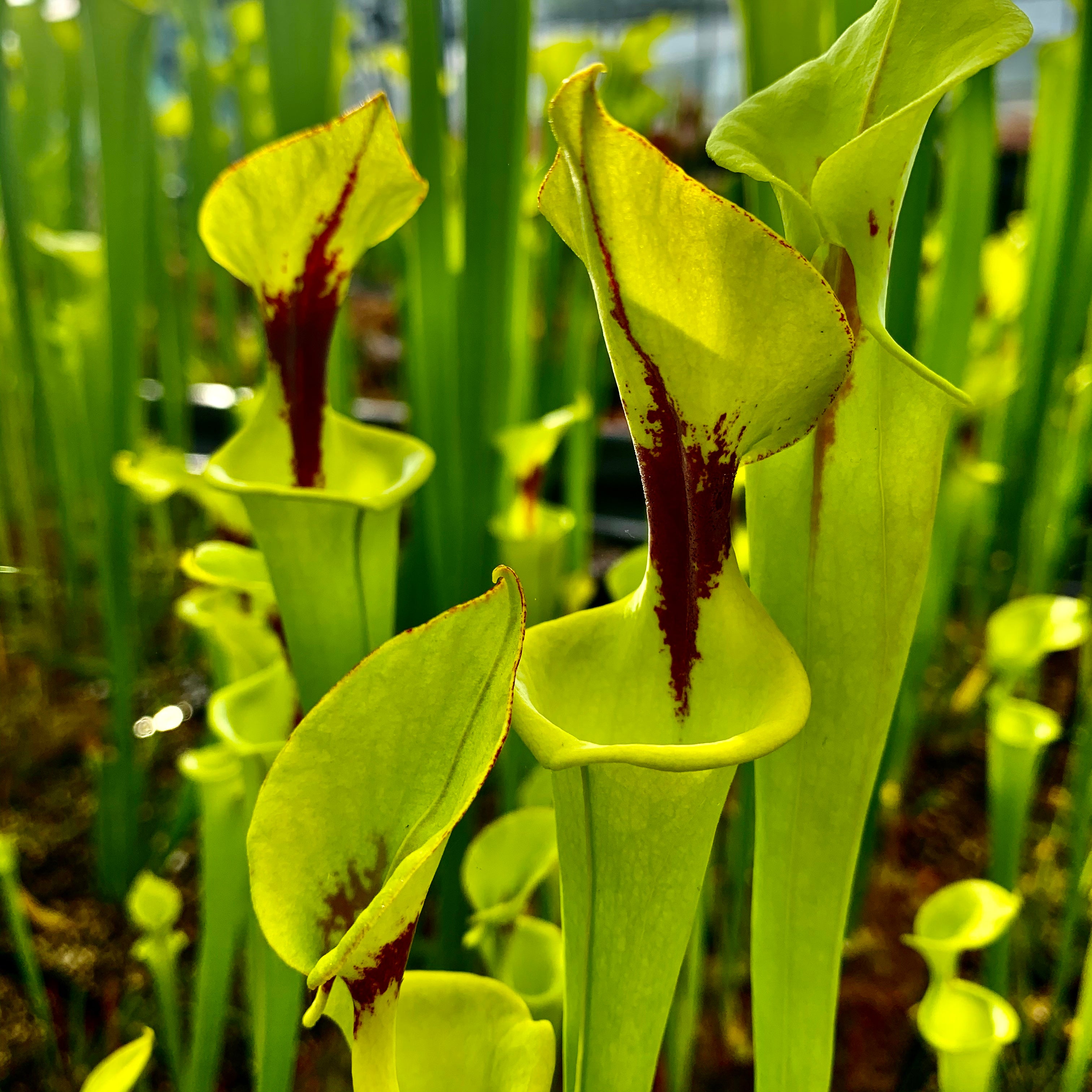 Sarracenia flava var rugelii - Bulloch Co., Georgia