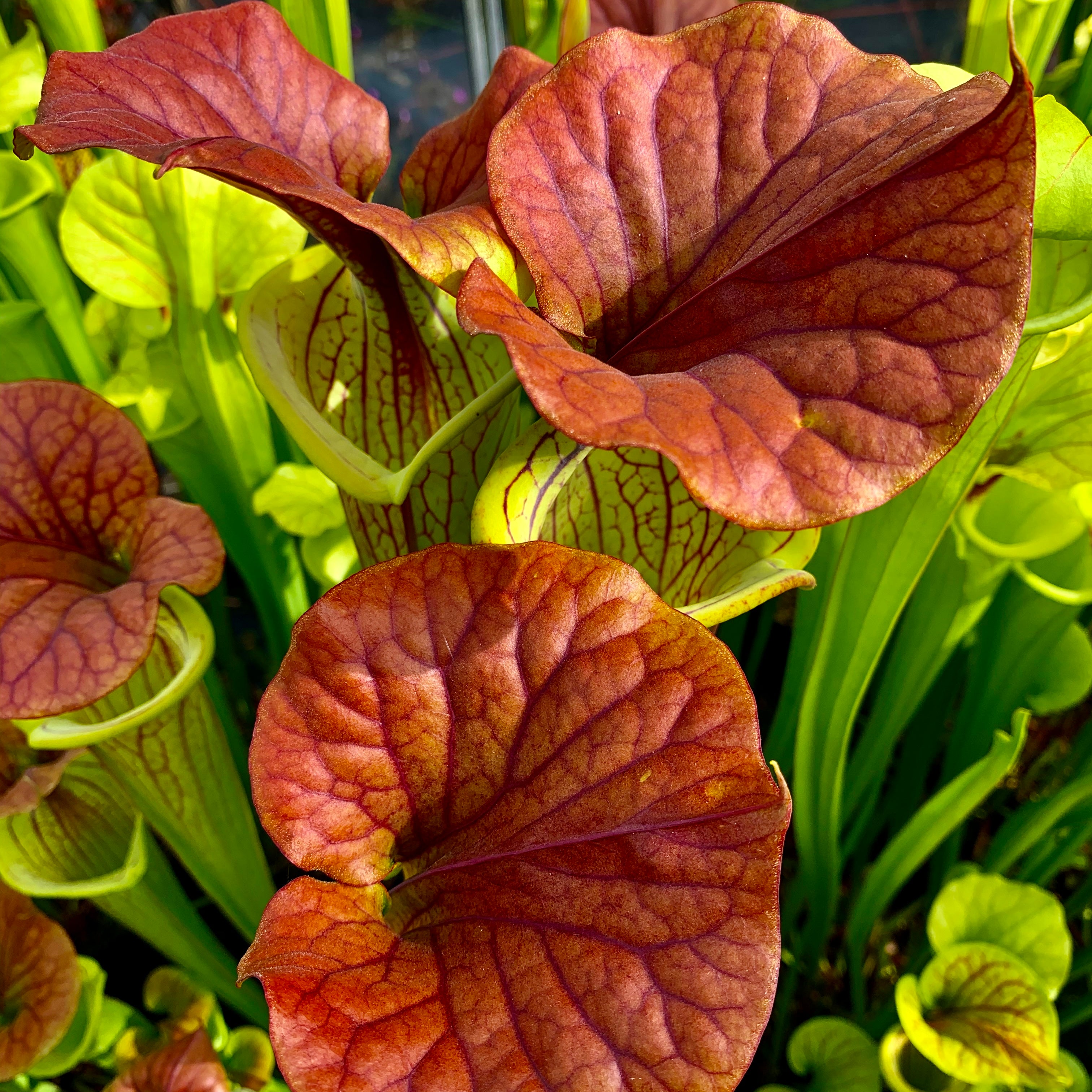 Sarracenia flava - Inter-varietal hybrid.