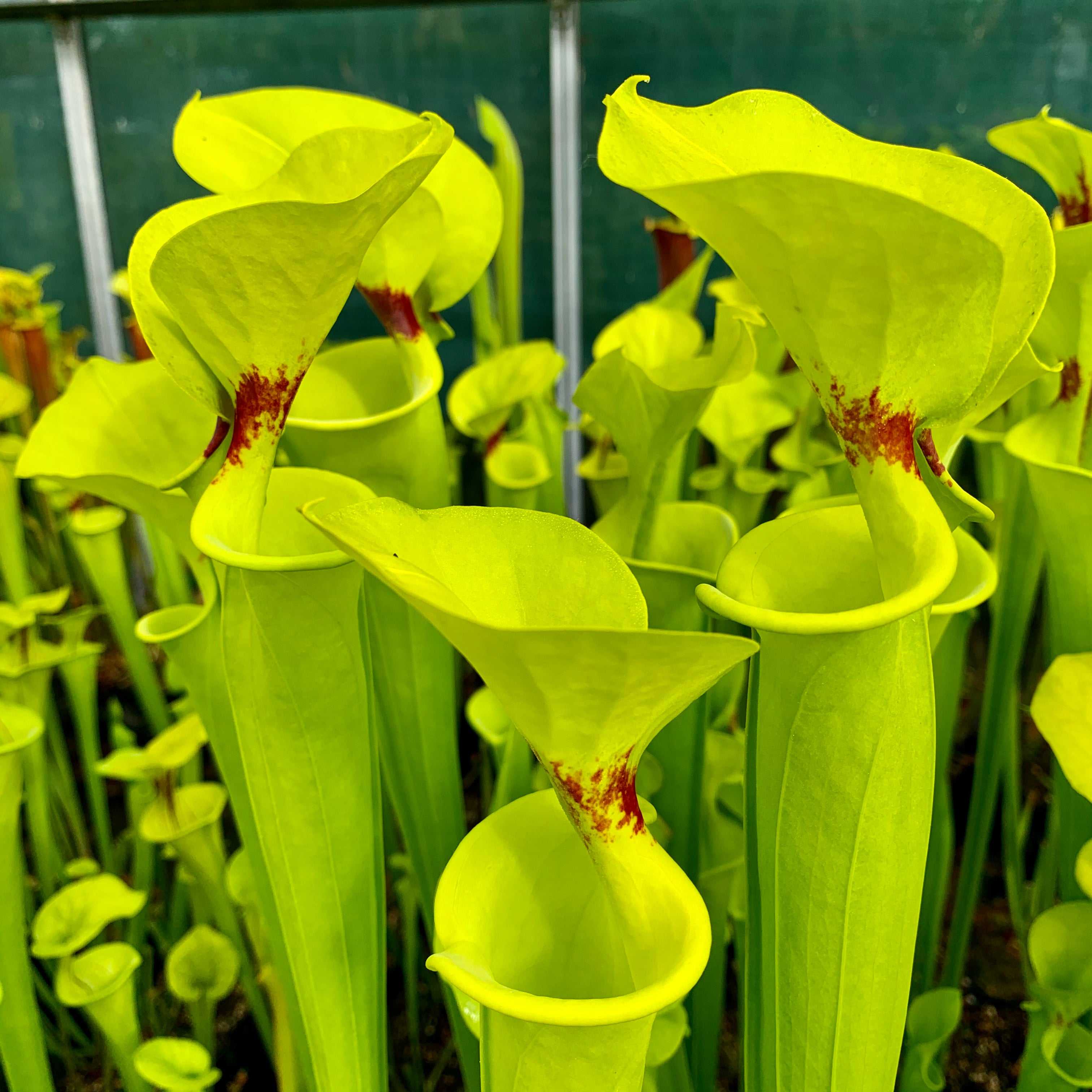 Sarracenia flava var. rugelii - Fall Line, Columbia, Tyrrell Co., North Carolina