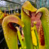 Sarracenia minor var. okefenokeensis – Small