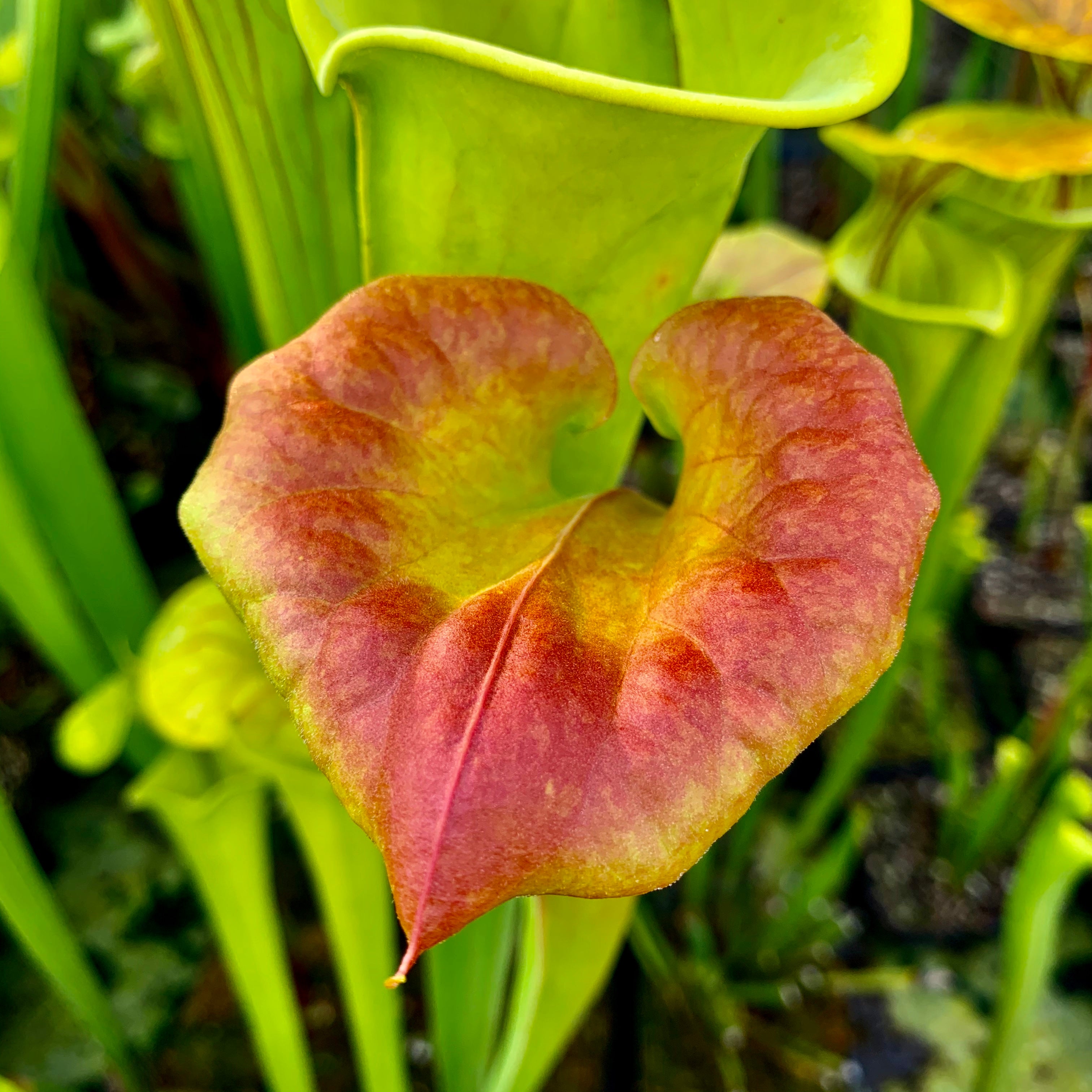 Sarracenia flava var. cuprea – Boardwalk Site, Green Swamp, North Carolina