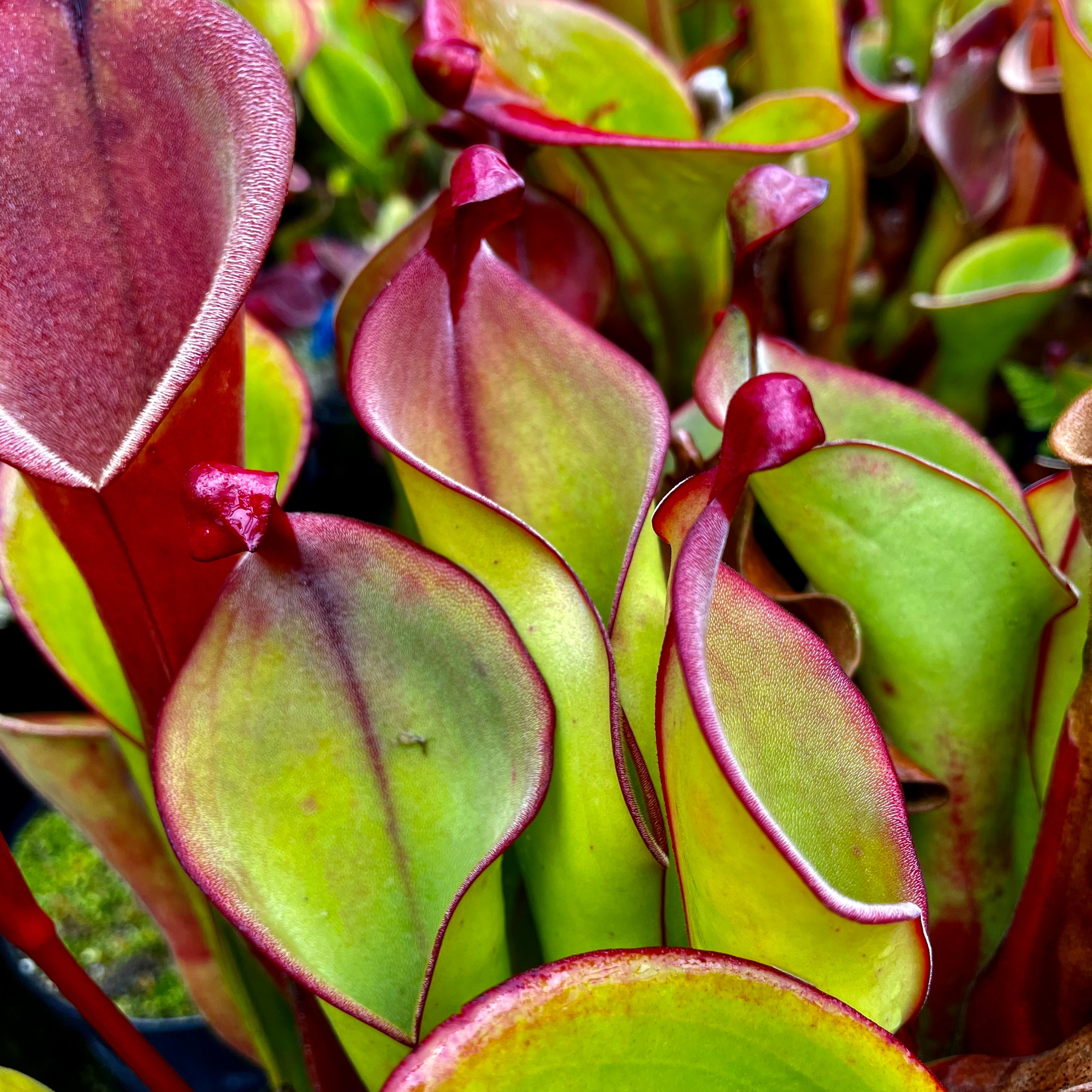 Heliamphora nutans hybrid- Unknown Origin HXX-8