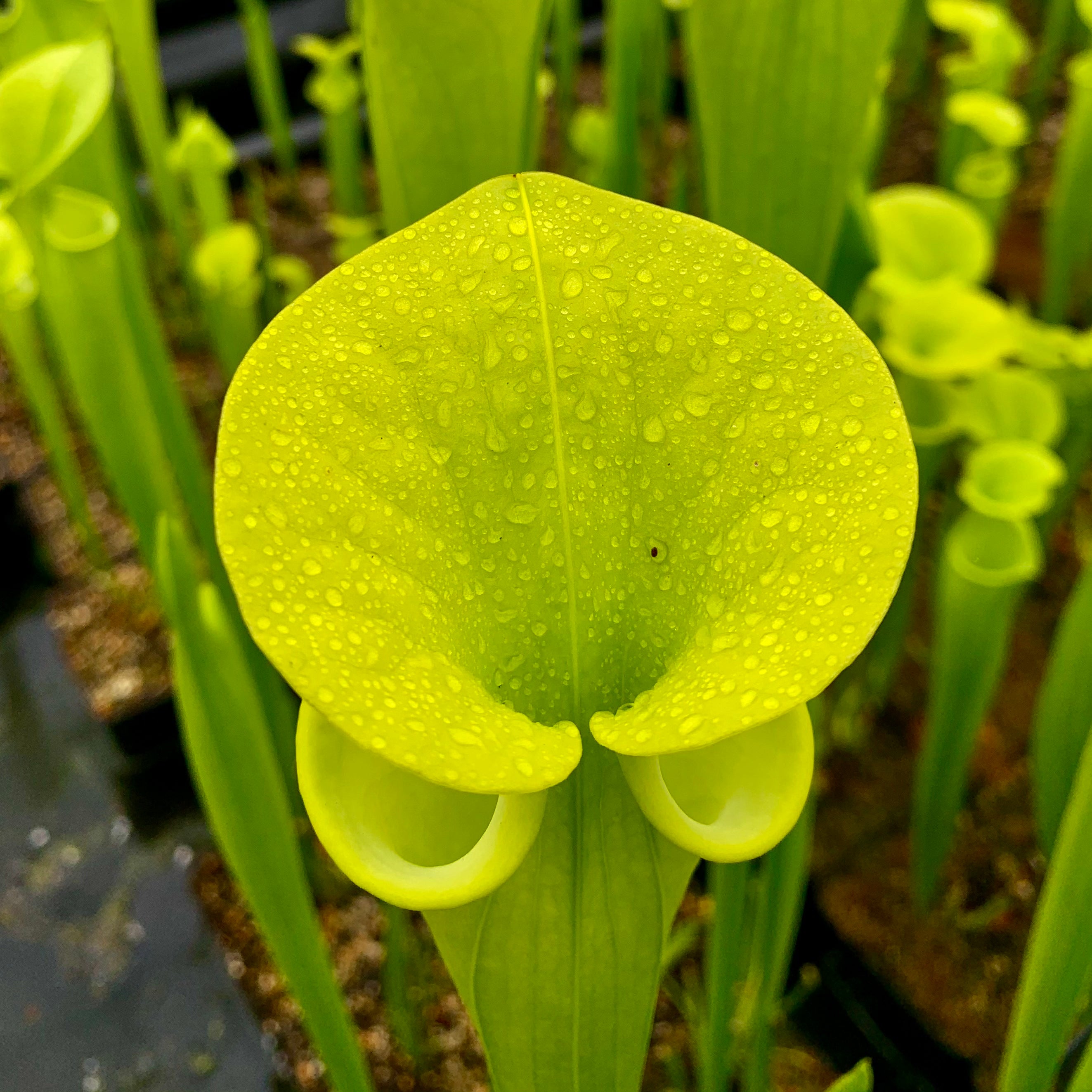 Sarracenia flava f. viridescens - cv. ‘Suspicion’