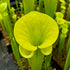 Sarracenia flava f. viridescens - cv. ‘Suspicion’