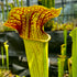 Sarracenia x harperi - minor x flava