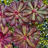 Drosera hamiltonii - Australia