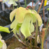 Sarracenia alata var. alata - Typical form