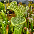 Sarracenia leucophylla f. viridescens - Perdido, Baldwin Co., Alabama