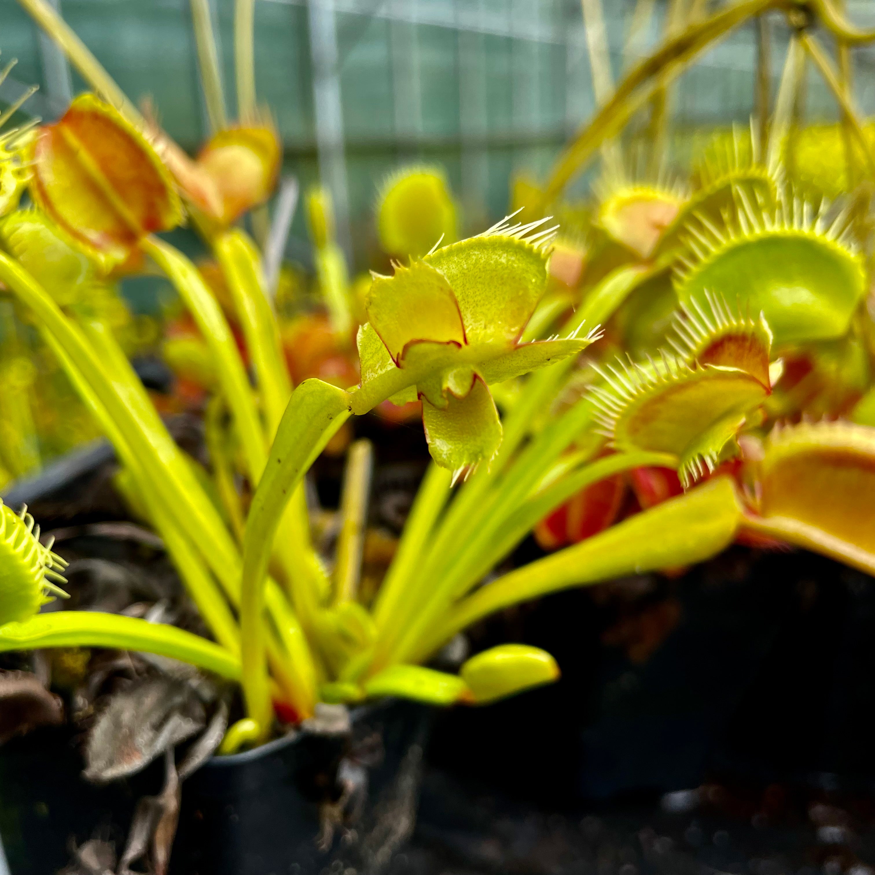 Dionaea muscipula - cv. ‘Mirror’