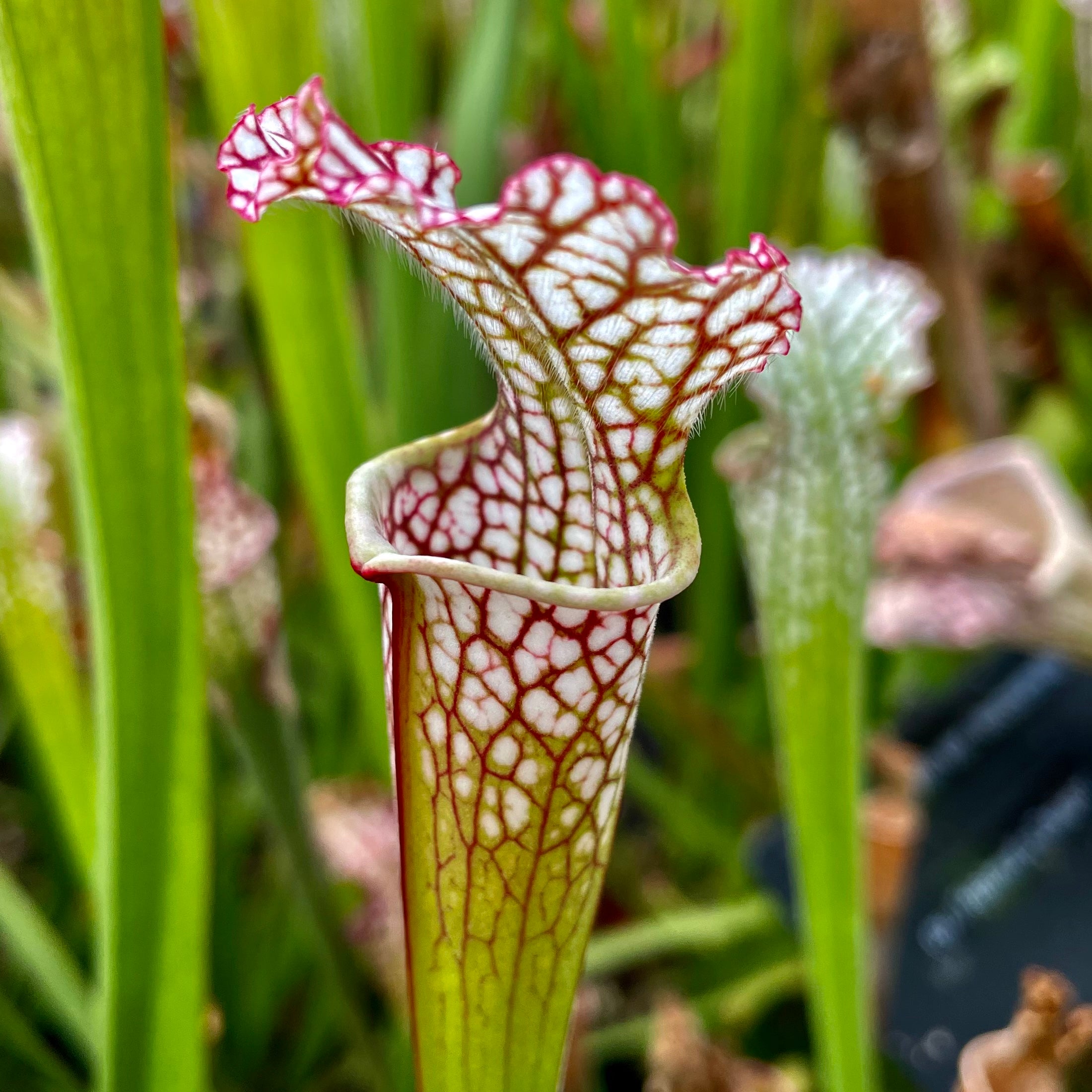 Sarracenia leucophylla var. leucophylla - Red Form, Deer Park, Washington Co., Alabama